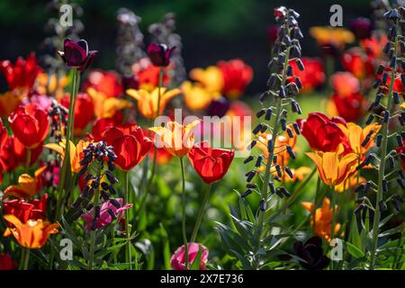 Tulipes et Fritillaria persica fleurissent dans Carl Johans Park à la mi-mai à Norrköping, Suède. Banque D'Images