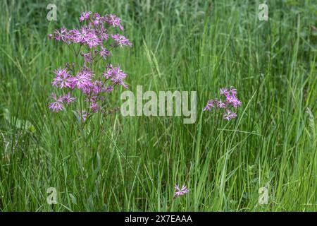 Fleur de coucou (Lychnis flos-cuculi), Emsland, basse-Saxe, Allemagne Banque D'Images