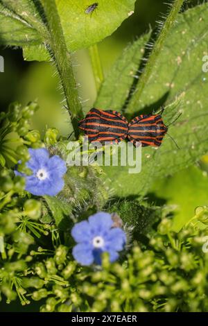 Insectes italiens rayés (Graphosoma lineatum), accouplement, Emsland, basse-Saxe, Allemagne Banque D'Images