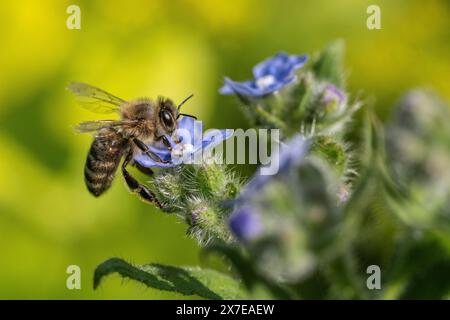 Abeille mellifera (Apis mellifera) sur langue de bœuf espagnol (Pentaglottis sempervirens), Emsland, basse-Saxe, Allemagne Banque D'Images