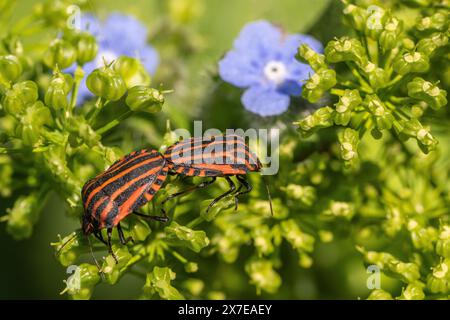 Insectes italiens rayés (Graphosoma lineatum), accouplement, Emsland, basse-Saxe, Allemagne Banque D'Images