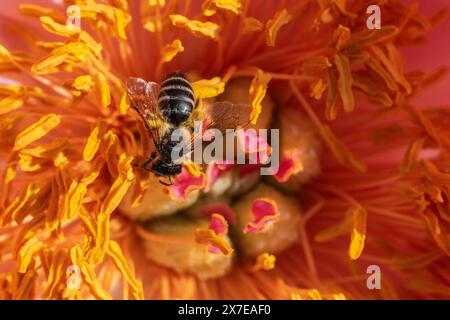 Abeille commune à ailes étroites (Lasioglossum calceatum) en fleur de pivoine, Emsland, basse-Saxe, Allemagne Banque D'Images