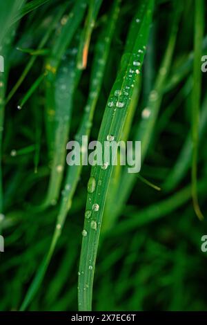 Brin d'herbe avec de délicates gouttelettes d'eau devant un fond vert et flou, printemps, Calw, Forêt Noire, Allemagne Banque D'Images