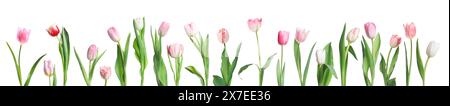 Belles tulipes roses isolées sur blanc, serties Banque D'Images