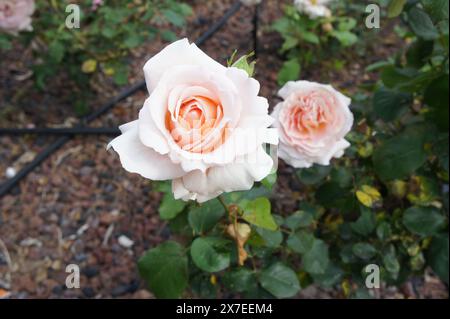 Deux roses rose pâle en pleine floraison, avec une texture veloutée et des teintes subtiles, y compris orange, soft focus, qualité rêveuse / romance Banque D'Images