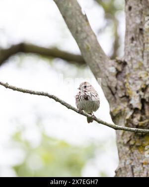 Song Sparrow sur une branche pendant la migration printanière en Ontario Banque D'Images