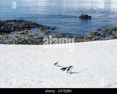 Trois manchots Chinstrap (Pygoscelis antarctica) sur la glace à Palaver point tandis qu'un zodiaque plein de touristes passent, deux Hummock Island, Antarctique Banque D'Images