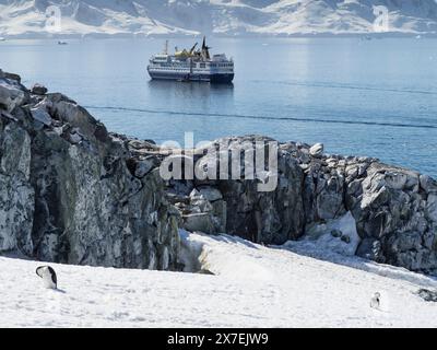 Les manchots à jugulaire (Pygoscelis antarctica) gravissent la pente de glace tandis que le navire de croisière Ocean Nova se trouve au large de Palaver point, deux îles Hummock, en Antarctique Banque D'Images