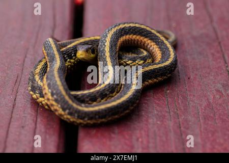 Gros plan d'un serpent jarretière enroulé et glissant sur fond de bois avec des rayures jaunes et noires. Banque D'Images