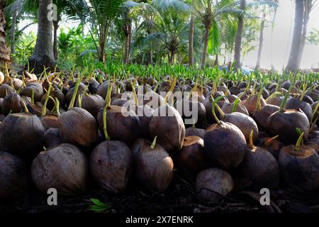 Pépinière de noix de coco pour la ferme de palmiers avec de nombreux semis sur la plantation à Ben Tre, delta du Mékong, Vietnam, les bourgeons poussent à partir de coquilles en vert, jeune vie de plante Banque D'Images