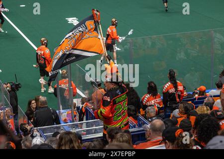 18 mai 2024 : les fans de Buffalo bandits encouragent leur équipe dans un match contre les Firewolves d'Albany. Les Buffalo bandits ont accueilli les Albany Firewolves dans le deuxième match de la finale de la National Lacrosse League au KeyBank Center à Buffalo, New York. (Jonathan Tenca/CSM) Banque D'Images