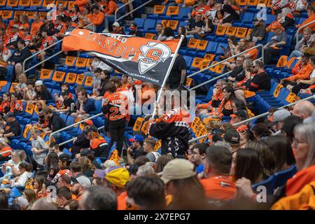 18 mai 2024 : les fans de Buffalo bandits encouragent leur équipe dans un match contre les Firewolves d'Albany. Les Buffalo bandits ont accueilli les Albany Firewolves dans le deuxième match de la finale de la National Lacrosse League au KeyBank Center à Buffalo, New York. (Jonathan Tenca/CSM) Banque D'Images