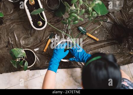 Une personne transplante soigneusement une plante d'intérieur dans un nouveau pot. Banque D'Images