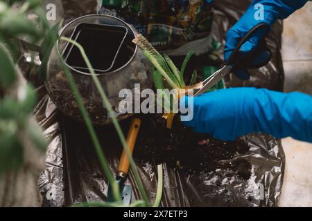 Une personne transplante soigneusement une plante d'intérieur dans un nouveau pot. Banque D'Images