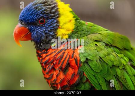 Lorikeet de noix de coco (Trichoglossus haematodus) au zoo de Birmingham à Birmingham, Alabama. (ÉTATS-UNIS) Banque D'Images