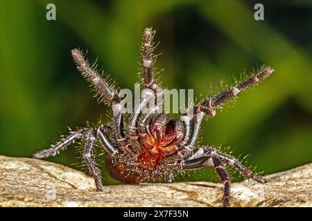 Araignée en entonnoir de Sydney très venimeuse Banque D'Images