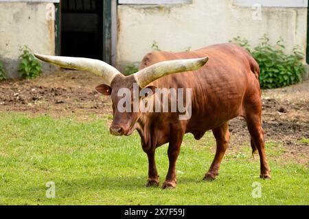 Bovins africains femelles isolés dans son habitat captif au zoo de Sofia, Sofia Bulgarie, Europe de l'est, Balkans, UE Banque D'Images