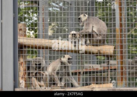 Famille de singes des plaines du nord langur gris Semnopithecus entellus ou Hanuman Langur derrière cage en treillis métallique au zoo de Sofia, Sofia Bulgarie, Europe, UE Banque D'Images