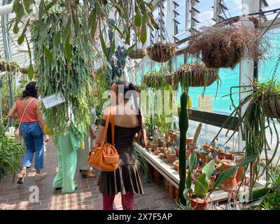 Ouvert en 1984 , de nombreuses plantes originales ont été propagées à la pépinière West Ham Park . Le Conservatoire abrite un mélange vibrant de poissons, terrapins et plus de 1 500 espèces de plantes et d'arbres. Banque D'Images