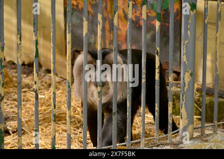 Macaque à queue de lion Macaca silenus ou espèce de primate menacée d'extinction Wanderoo en cage derrière les barreaux au zoo de Sofia, Sofia Bulgarie, Europe de l'est, UE Banque D'Images