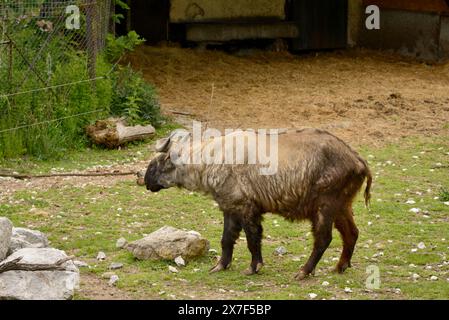 Mishmi takin Budorcas taxicolor taxicolor espèce de chèvre et d'antilope menacée d'extinction dans un enclos d'habitat captif au zoo de Sofia, Sofia Bulgarie, Europe de l'est Banque D'Images