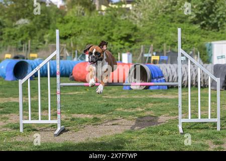 Boxer allemand chien de race pure sur le terrain d'agilité pour les chiens, la formation et la compétition, sauter par-dessus les obstacles, traverser la rampe d'équilibre, passer par le t Banque D'Images