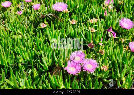 Belles fleurs violettes de la plante Carpobrotus avec des feuilles vertes succulentes. Banque D'Images