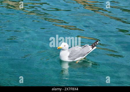 Mouette nageant sur la mer turquoise lumineuse. Banque D'Images