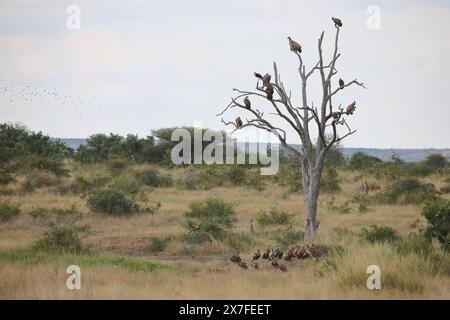 Weißrückengeier und Marabu / White-back Vautour et Marabou Stork / Gyps africanus et Leptoptilos crumeniferus Banque D'Images