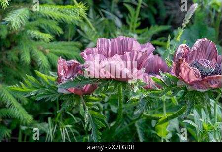 Plan détaillé de fleurs de coquelicot violettes dans le jardin Banque D'Images