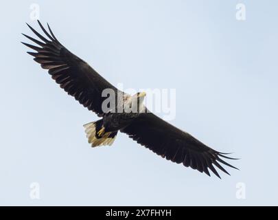 Kersdorf, Allemagne. 19 mai 2024. Un aigle à queue blanche (Haliaeetus albicilla). Crédit : Patrick Pleul/dpa/Alamy Live News Banque D'Images