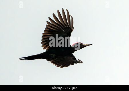 Kersdorf, Allemagne. 19 mai 2024. Un pic noir (Dryocopus martius). Crédit : Patrick Pleul/dpa/Alamy Live News Banque D'Images