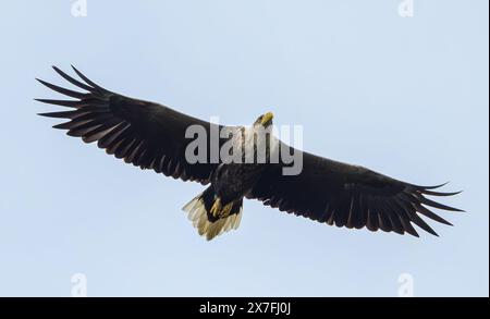 Kersdorf, Allemagne. 19 mai 2024. Un aigle à queue blanche (Haliaeetus albicilla). Crédit : Patrick Pleul/dpa/Alamy Live News Banque D'Images