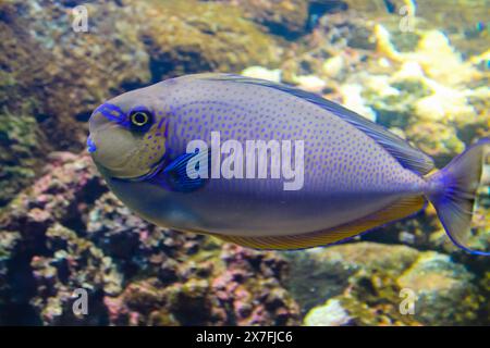 Poisson chirurgien à nageoires jaunes (Acanthurus xanthopterus latin) Poisson perroquet bleu dans une nature sauvage. Créatures sous-marines. Animaux d'aquarium. Vie marine océanique. Banque D'Images