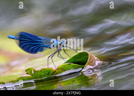 Kersdorf, Allemagne. 19 mai 2024. Une damoiselle à bandes (Calopteryx splendens). Crédit : Patrick Pleul/dpa/Alamy Live News Banque D'Images