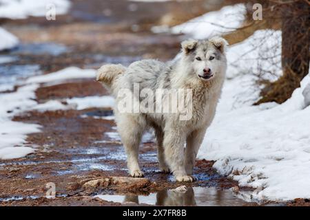 Grand chien blanc et déchiqueté sur un sentier de printemps, gros plan Banque D'Images