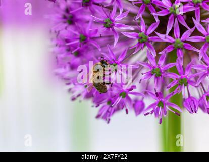 Abeille ou abeille se nourrissant de fleurs violettes d'Allium dans le jardin pendant la saison de pollinisation estivale. Macro gros plan. Dublin, Irlande Banque D'Images
