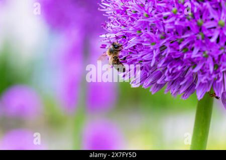 Abeille ou abeille se nourrissant de fleurs violettes d'Allium dans le jardin pendant la saison de pollinisation estivale. Macro gros plan. Dublin, Irlande Banque D'Images