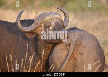 Kaffernbüffel / buffle africain / Syncerus caffer Banque D'Images