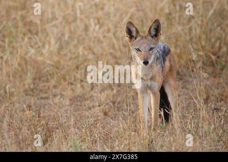 Schabrackenschakal / Jackal à dos noir / Canis mesomelas Banque D'Images