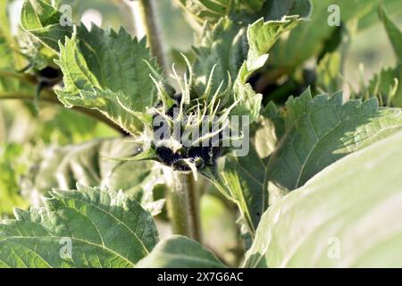 Gros plan d'une inflorescence de tournesol formée sur une tige. Banque D'Images