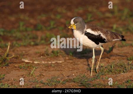 Weißscheitelkiebitz / revers à couronne blanche ou revers à tête blanche / Vanellus albiceps Banque D'Images