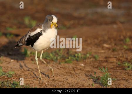 Weißscheitelkiebitz / revers à couronne blanche ou revers à tête blanche / Vanellus albiceps Banque D'Images