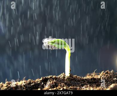 Germes de tournesol sous la pluie, gros plan Banque D'Images