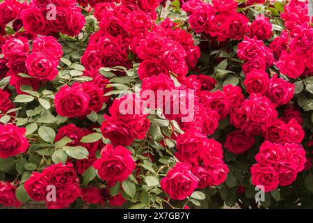 Rose Multiflora (Rosa Paul's Scarlet Climber) en gros plan floral Banque D'Images