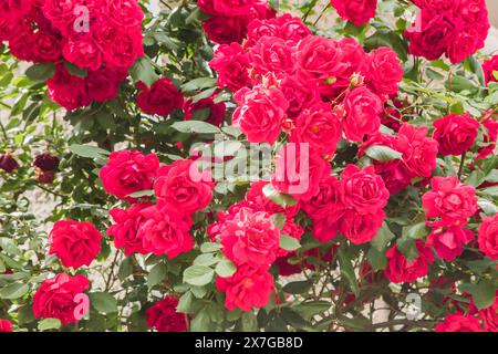 Rose Multiflora (Rosa Paul's Scarlet Climber) en gros plan floral Banque D'Images