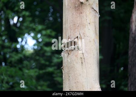 Non exclusif : KHARKIV, UKRAINE - 19 MAI 2024 - Un tronc d'arbre est endommagé par des bombardements russes, à Kharkiv, dans le nord-est de l'Ukraine. Banque D'Images