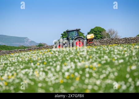 Agriculteur épandant de l'engrais sur un pré de foin traditionnel dans les Yorkshire Dales à l'aide d'un tracteur Hurlimann et d'un épandeur Teagle fert. Yorkshire du Nord, Banque D'Images