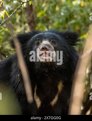 Mâle sauvage adulte Sloth Bear ou Melursus ursinus ou l'ours indien gros plan expression de visage dans l'habitat vert naturel bois slingshot animal noir dangereux Banque D'Images