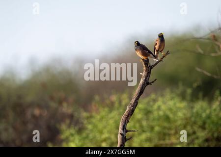 Myna commun ou myna indien ou mynah ou paire d'oiseaux tristis Acridotheres perché sur la branche dans le paysage naturel vert fond en safari de saison d'hiver Banque D'Images